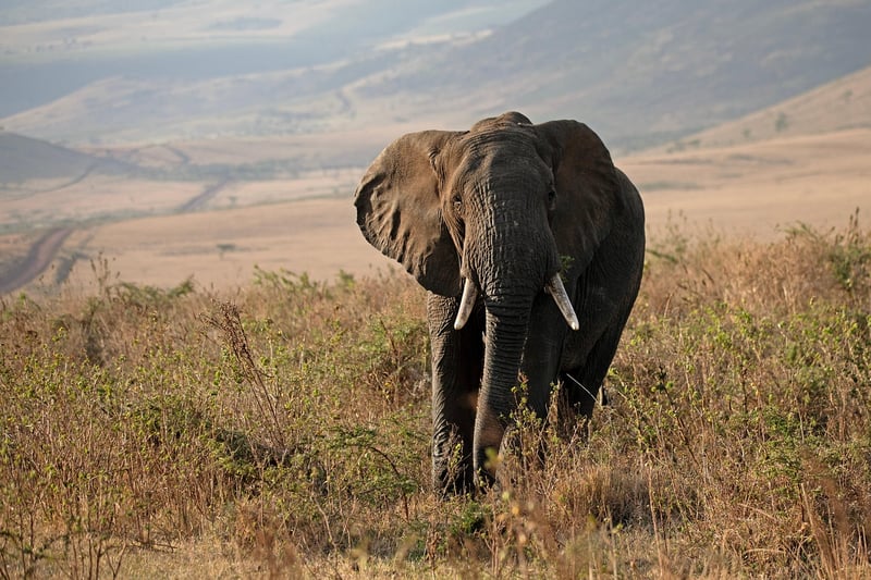 Serengeti Safari